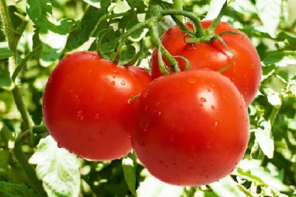 Trong cà chua có chứa rất nhiều vitamin C và các khoáng chất